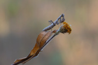 /album/foto-adriano/mantide-ameles-spallanzana-jpg/